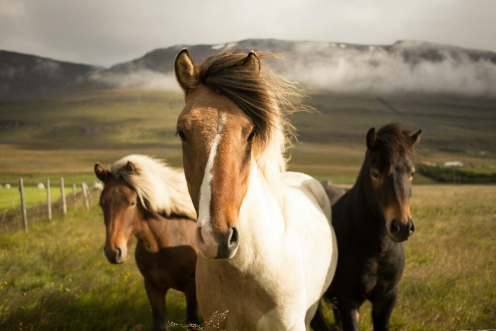 ¿Cuándo empezaron a usarse los caballos?